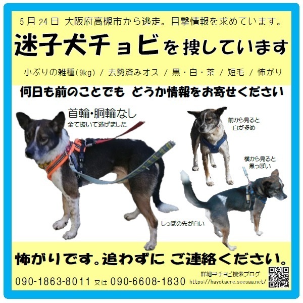 チョビweb6.8.jpg