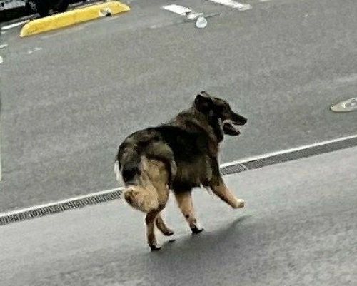 neyagawamaigo.jpg
